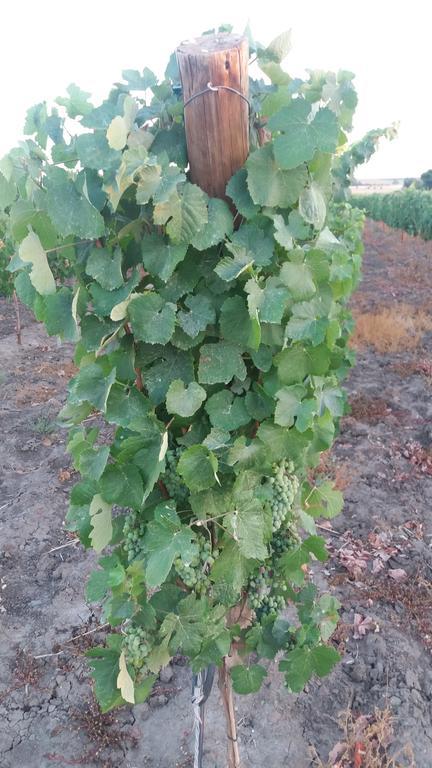 Terras - Agroturismo & Vinhos Beja Ngoại thất bức ảnh