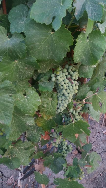 Terras - Agroturismo & Vinhos Beja Ngoại thất bức ảnh